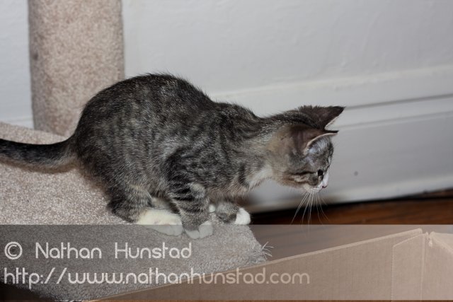 ???? in an action pose